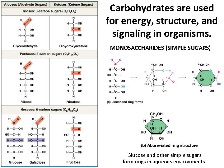 Carbohydrates are used for energy, structure, and signaling in organisms. MONOSACCHARIDES (SIMPLE SUGARS) Glucose Carbohydrates are used for energy, structure, and signaling in organisms. MONOSACCHARIDES (SIMPLE SUGARS) Glucose
