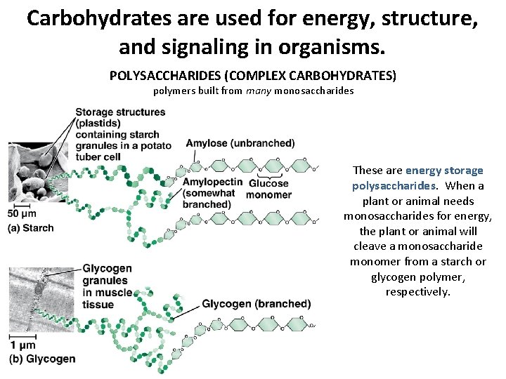 Carbohydrates are used for energy, structure, and signaling in organisms. POLYSACCHARIDES (COMPLEX CARBOHYDRATES) polymers Carbohydrates are used for energy, structure, and signaling in organisms. POLYSACCHARIDES (COMPLEX CARBOHYDRATES) polymers