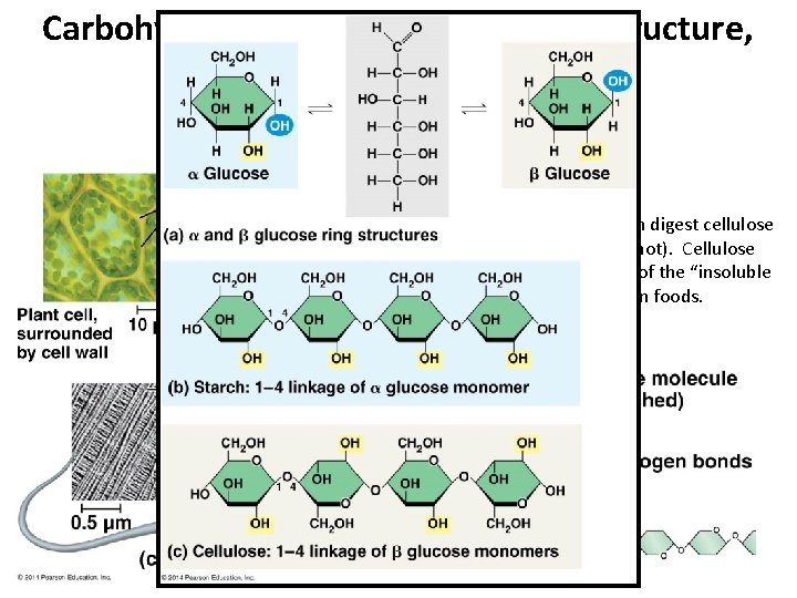 Carbohydrates are used for energy, structure, and signaling in organisms. POLYSACCHARIDES (COMPLEX CARBOHYDRATES) polymers Carbohydrates are used for energy, structure, and signaling in organisms. POLYSACCHARIDES (COMPLEX CARBOHYDRATES) polymers