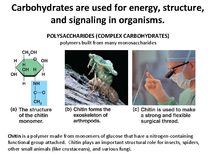 Carbohydrates are used for energy, structure, and signaling in organisms. POLYSACCHARIDES (COMPLEX CARBOHYDRATES) polymers Carbohydrates are used for energy, structure, and signaling in organisms. POLYSACCHARIDES (COMPLEX CARBOHYDRATES) polymers