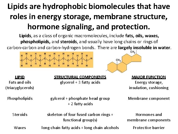 Lipids are hydrophobic biomolecules that have roles in energy storage, membrane structure, hormone signaling, Lipids are hydrophobic biomolecules that have roles in energy storage, membrane structure, hormone signaling,