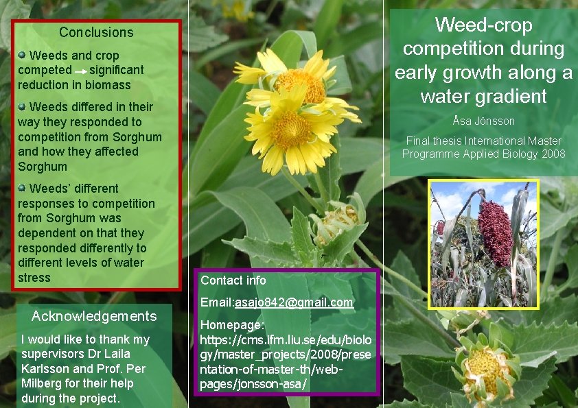 Weed-crop competition during early growth along a water gradient Conclusions Weeds and crop competed