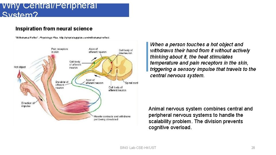 Why Central/Peripheral System? Inspiration from neural science "Withdrawal Reflex". Physiology Plus. http: //physiologyplus. com/withdrawal-reflex/.