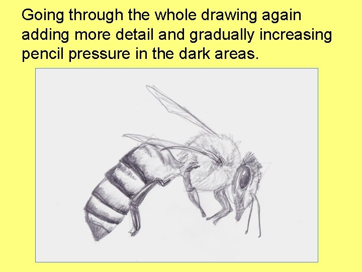 Going through the whole drawing again adding more detail and gradually increasing pencil pressure