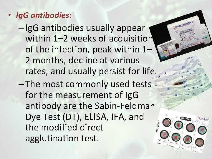  • Ig. G antibodies: – Ig. G antibodies usually appear within 1– 2