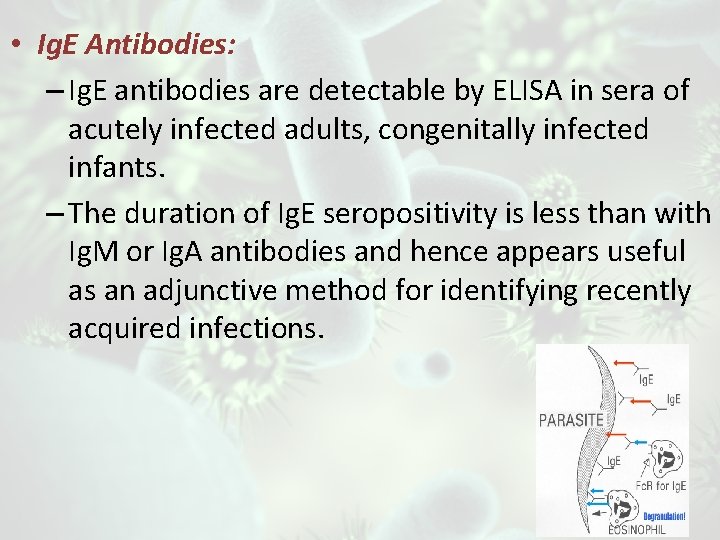  • Ig. E Antibodies: – Ig. E antibodies are detectable by ELISA in
