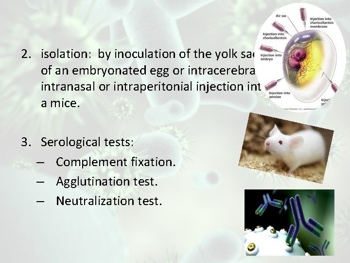 2. isolation: by inoculation of the yolk sack of an embryonated egg or intracerebral,