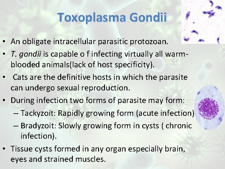 Toxoplasma Gondii • An obligate intracellular parasitic protozoan. • T. gondii is capable o