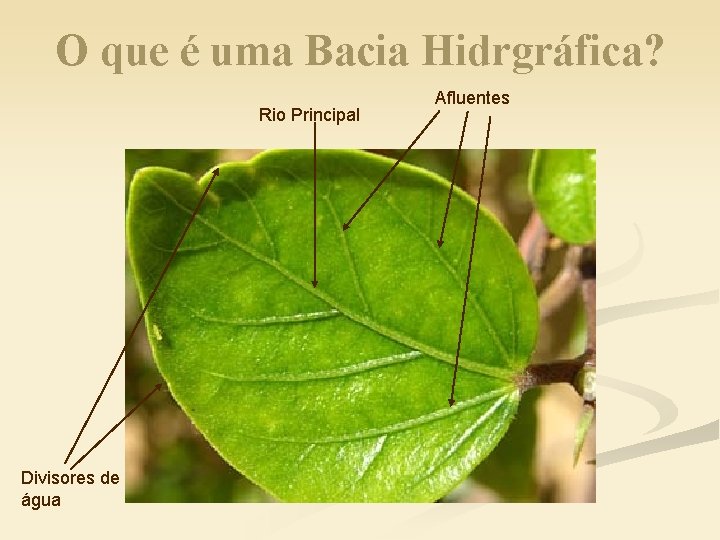 O que é uma Bacia Hidrgráfica? Rio Principal Divisores de água Afluentes 