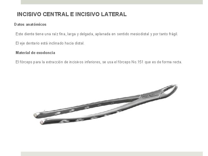 INCISIVO CENTRAL E INCISIVO LATERAL Datos anatómicos Este diente tiene una raíz fina, larga