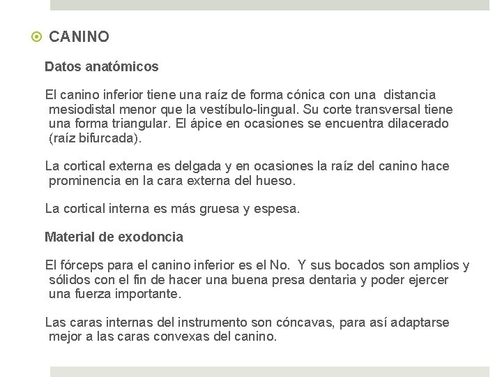  CANINO Datos anatómicos El canino inferior tiene una raíz de forma cónica con