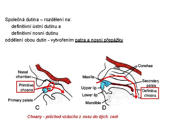 Společná dutina – rozdělení na: definitivní ústní dutinu a definitivní nosní dutinu oddělení obou