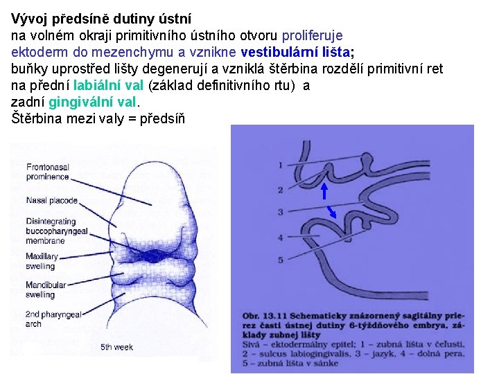 Vývoj předsíně dutiny ústní na volném okraji primitivního ústního otvoru proliferuje ektoderm do mezenchymu