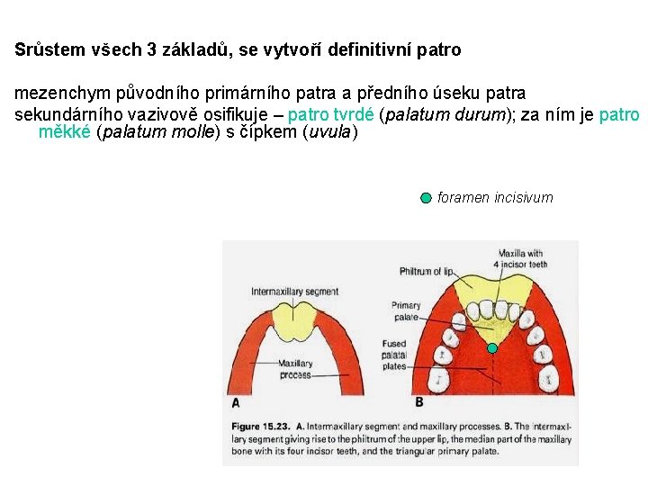 Srůstem všech 3 základů, se vytvoří definitivní patro mezenchym původního primárního patra a předního