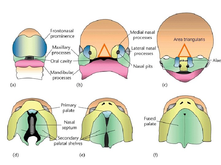 Area triangularis philtrum 