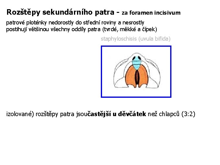 Rozštěpy sekundárního patra - za foramen incisivum patrové ploténky nedorostly do střední roviny a