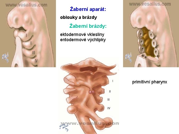 Žaberní aparát: oblouky a brázdy Žaberní brázdy: ektodermové vklesliny entodermové výchlipky primitivní pharynx 