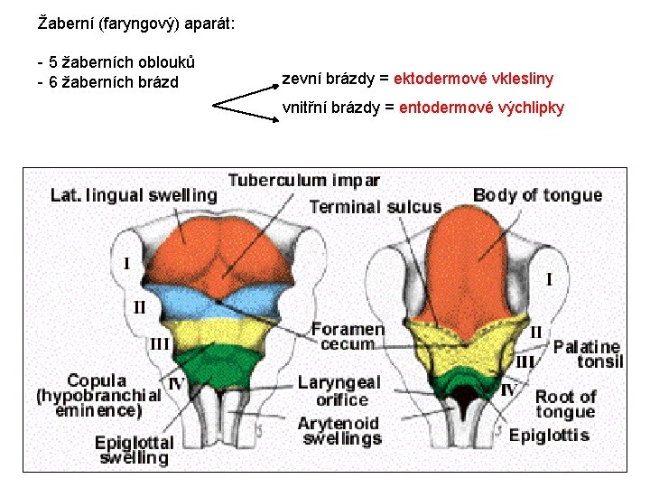 Žaberní (faryngový) aparát: - 5 žaberních oblouků - 6 žaberních brázd zevní brázdy =