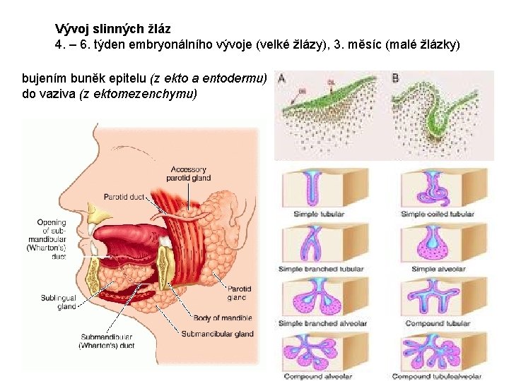 Vývoj slinných žláz 4. – 6. týden embryonálního vývoje (velké žlázy), 3. měsíc (malé