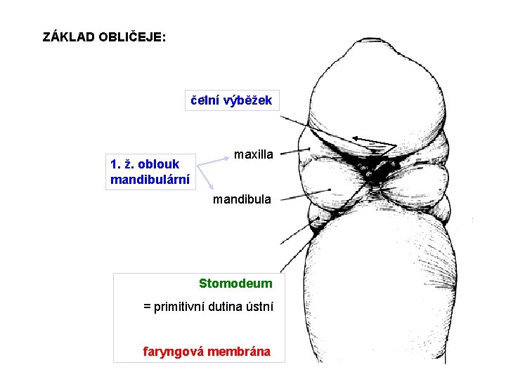 ZÁKLAD OBLIČEJE: čelní výběžek 1. ž. oblouk mandibulární maxilla mandibula Stomodeum = primitivní dutina