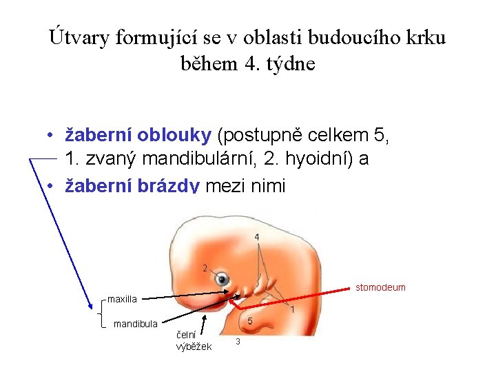 Útvary formující se v oblasti budoucího krku během 4. týdne • žaberní oblouky (postupně