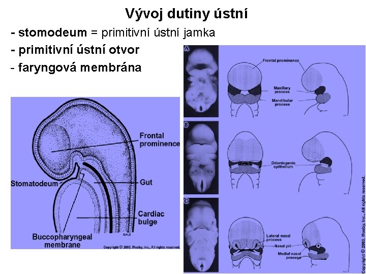 Vývoj dutiny ústní - stomodeum = primitivní ústní jamka - primitivní ústní otvor -