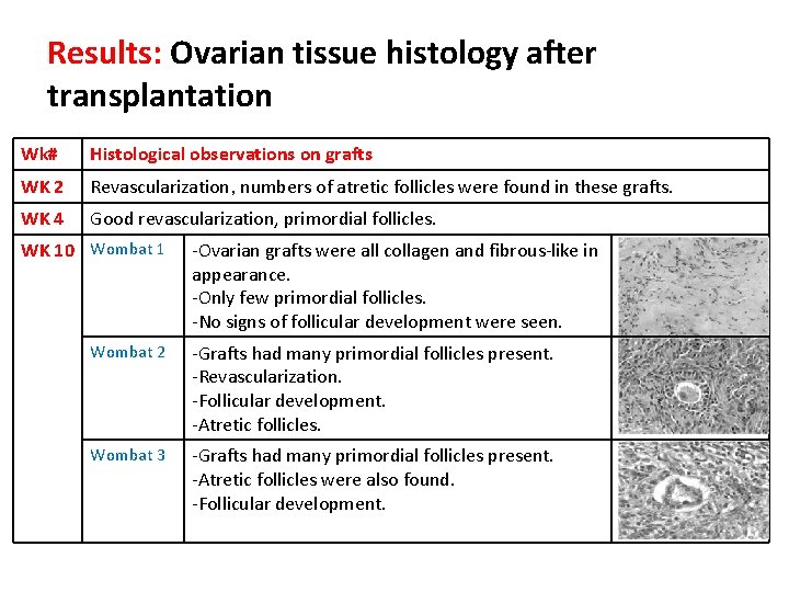 Results: Ovarian tissue histology after transplantation Wk# Histological observations on grafts WK 2 Revascularization,