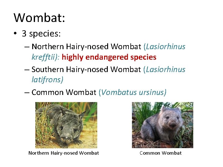Wombat: • 3 species: – Northern Hairy-nosed Wombat (Lasiorhinus krefftii): highly endangered species –