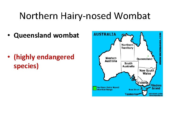 Northern Hairy-nosed Wombat • Queensland wombat • (highly endangered species) 