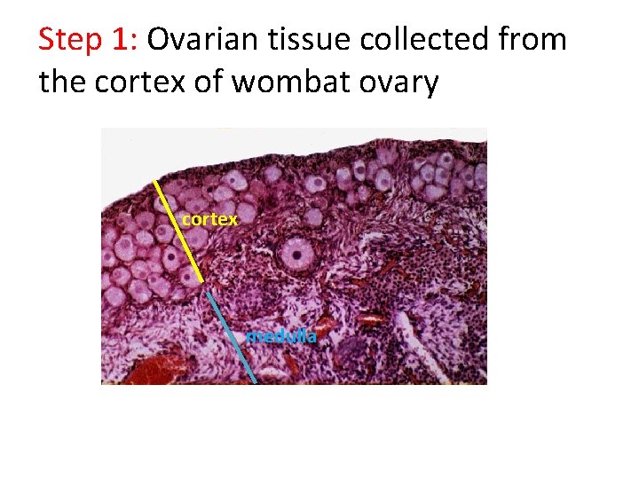Step 1: Ovarian tissue collected from the cortex of wombat ovary cortex medulla 