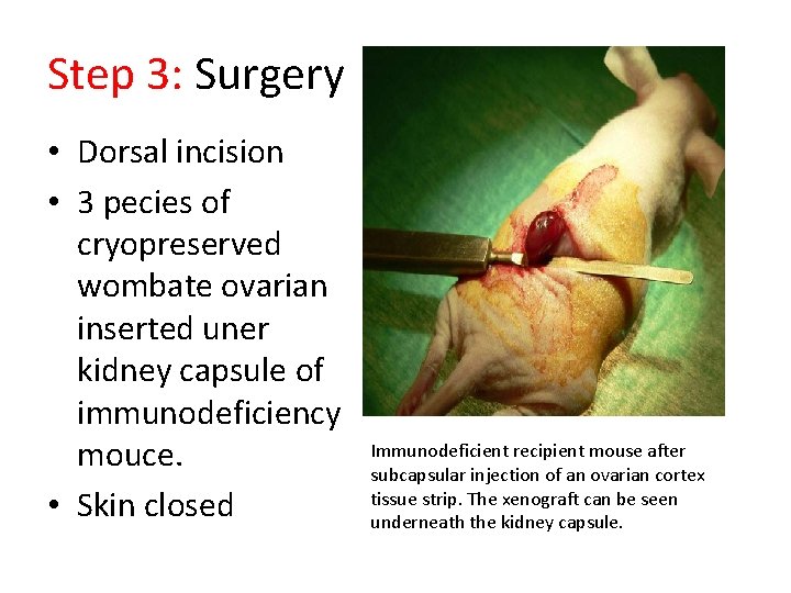 Step 3: Surgery • Dorsal incision • 3 pecies of cryopreserved wombate ovarian inserted