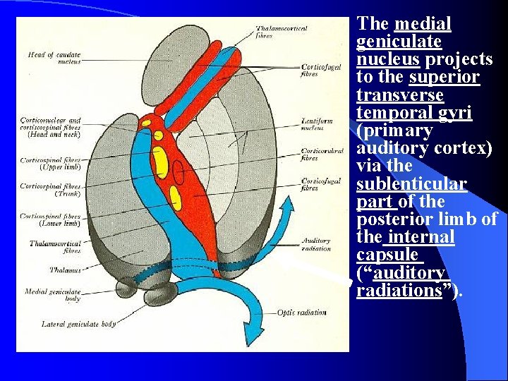 The medial geniculate nucleus projects to the superior transverse temporal gyri (primary auditory cortex)