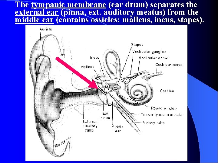 The tympanic membrane (ear drum) separates the external ear (pinna, ext. auditory meatus) from