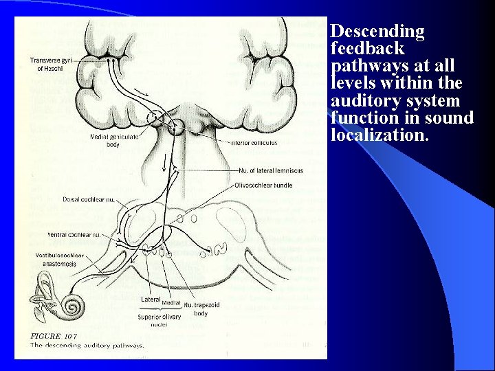 Descending feedback pathways at all levels within the auditory system function in sound localization.