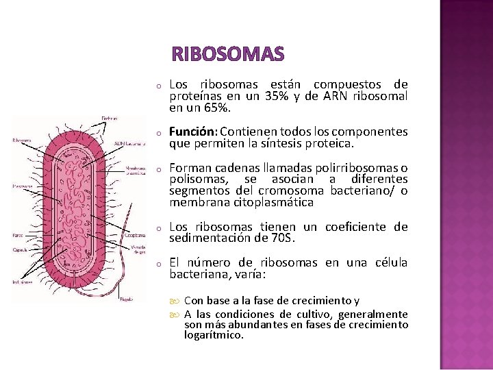 RIBOSOMAS o Los ribosomas están compuestos de proteínas en un 35% y de ARN RIBOSOMAS o Los ribosomas están compuestos de proteínas en un 35% y de ARN