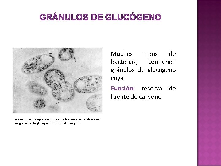 GRÁNULOS DE GLUCÓGENO Muchos tipos de bacterias, contienen gránulos de glucógeno cuya Función: reserva GRÁNULOS DE GLUCÓGENO Muchos tipos de bacterias, contienen gránulos de glucógeno cuya Función: reserva
