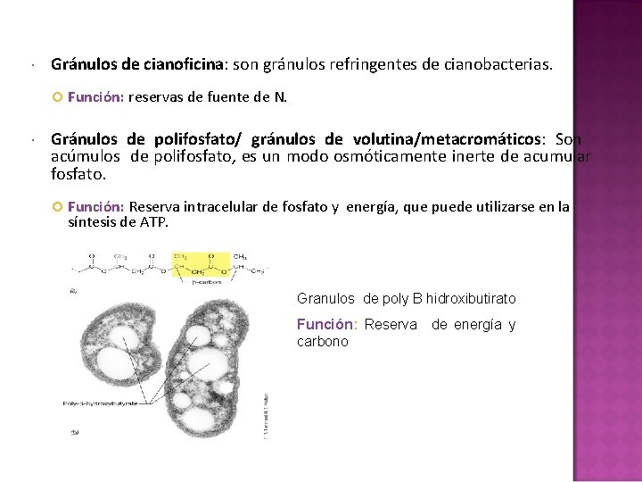 Gránulos de cianoficina: son gránulos refringentes de cianobacterias. Función: reservas de fuente de Gránulos de cianoficina: son gránulos refringentes de cianobacterias. Función: reservas de fuente de