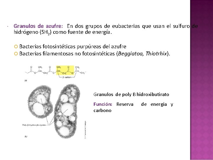 Granulos de azufre: En dos grupos de eubacterias que usan el sulfuro de Granulos de azufre: En dos grupos de eubacterias que usan el sulfuro de