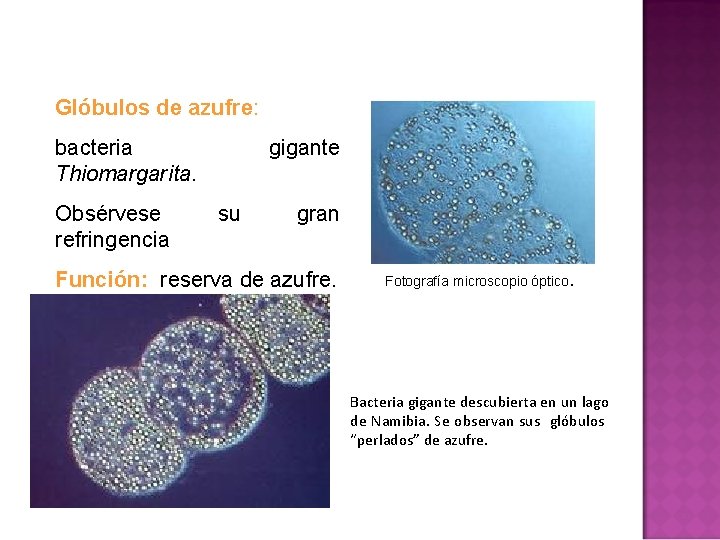 Glóbulos de azufre: bacteria Thiomargarita. Obsérvese refringencia gigante su gran Función: reserva de azufre. Glóbulos de azufre: bacteria Thiomargarita. Obsérvese refringencia gigante su gran Función: reserva de azufre.