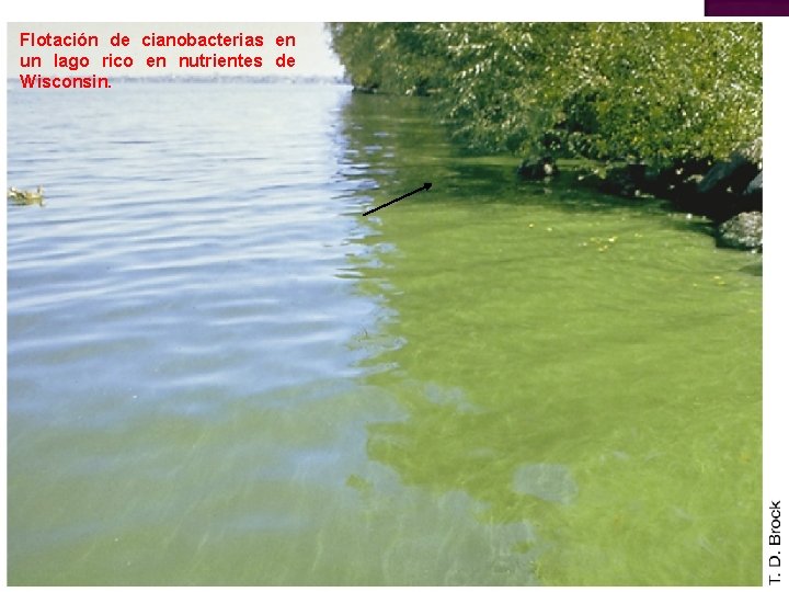 Flotación de cianobacterias en un lago rico en nutrientes de Wisconsin. Flotación de cianobacterias en un lago rico en nutrientes de Wisconsin.