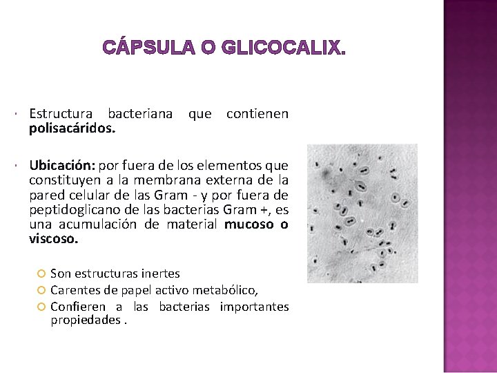CÁPSULA O GLICOCALIX. Estructura bacteriana que contienen polisacáridos. Ubicación: por fuera de los elementos CÁPSULA O GLICOCALIX. Estructura bacteriana que contienen polisacáridos. Ubicación: por fuera de los elementos