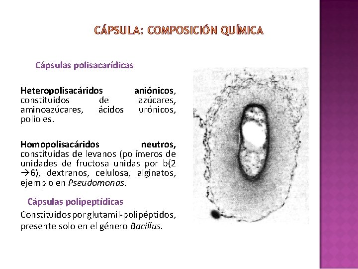 CÁPSULA: COMPOSICIÓN QUÍMICA Cápsulas polisacarídicas Heteropolisacáridos constituidos de aminoazúcares, ácidos polioles. aniónicos, azúcares, urónicos, CÁPSULA: COMPOSICIÓN QUÍMICA Cápsulas polisacarídicas Heteropolisacáridos constituidos de aminoazúcares, ácidos polioles. aniónicos, azúcares, urónicos,