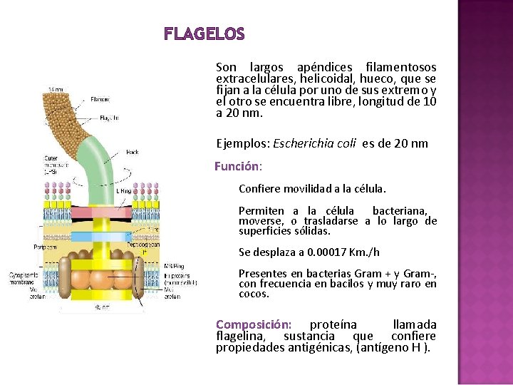 FLAGELOS § Son largos apéndices filamentosos extracelulares, helicoidal, hueco, que se fijan a la FLAGELOS § Son largos apéndices filamentosos extracelulares, helicoidal, hueco, que se fijan a la