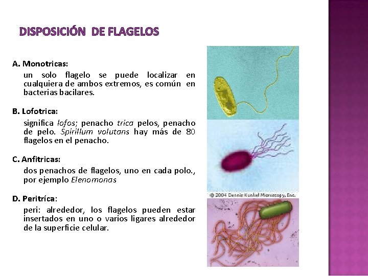 DISPOSICIÓN DE FLAGELOS A. Monotricas: § un solo flagelo se puede localizar en cualquiera DISPOSICIÓN DE FLAGELOS A. Monotricas: § un solo flagelo se puede localizar en cualquiera
