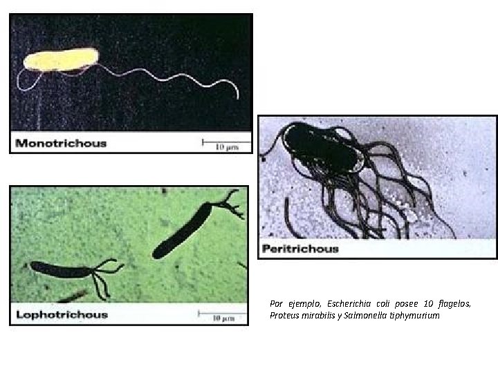 Por ejemplo, Escherichia coli posee 10 flagelos, Proteus mirabilis y Salmonella tiphymurium Por ejemplo, Escherichia coli posee 10 flagelos, Proteus mirabilis y Salmonella tiphymurium