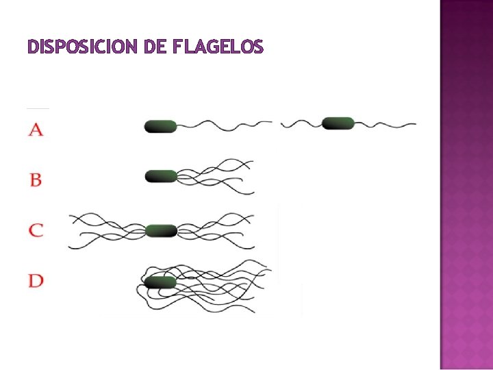 DISPOSICION DE FLAGELOS DISPOSICION DE FLAGELOS