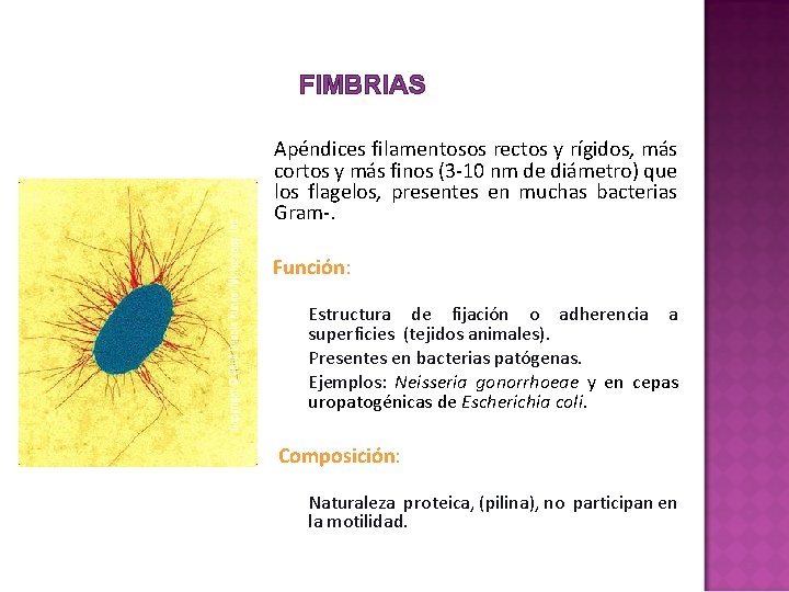 FIMBRIAS § Apéndices filamentosos rectos y rígidos, más cortos y más finos (3 -10 FIMBRIAS § Apéndices filamentosos rectos y rígidos, más cortos y más finos (3 -10