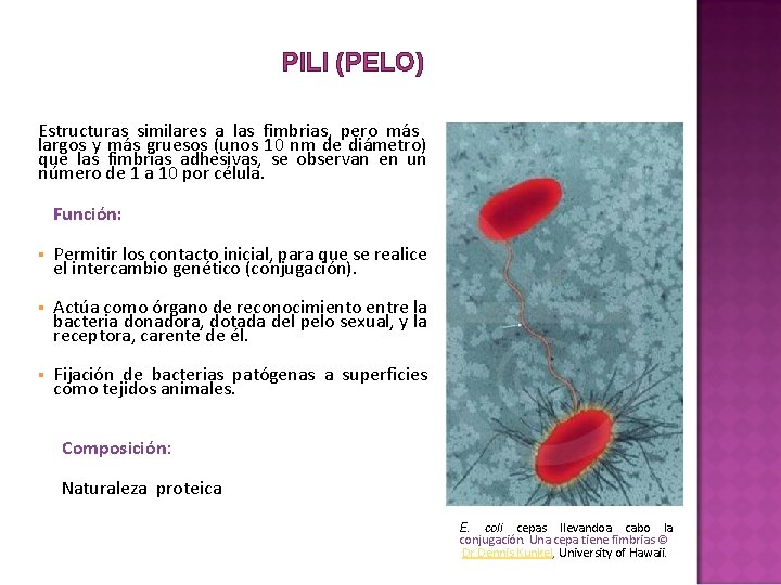 PILI (PELO) Estructuras similares a las fimbrias, pero más largos y más gruesos (unos PILI (PELO) Estructuras similares a las fimbrias, pero más largos y más gruesos (unos