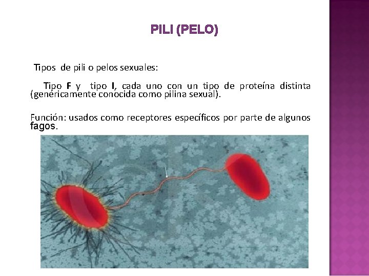 PILI (PELO) Tipos de pili o pelos sexuales: Tipo F y tipo I, cada PILI (PELO) Tipos de pili o pelos sexuales: Tipo F y tipo I, cada