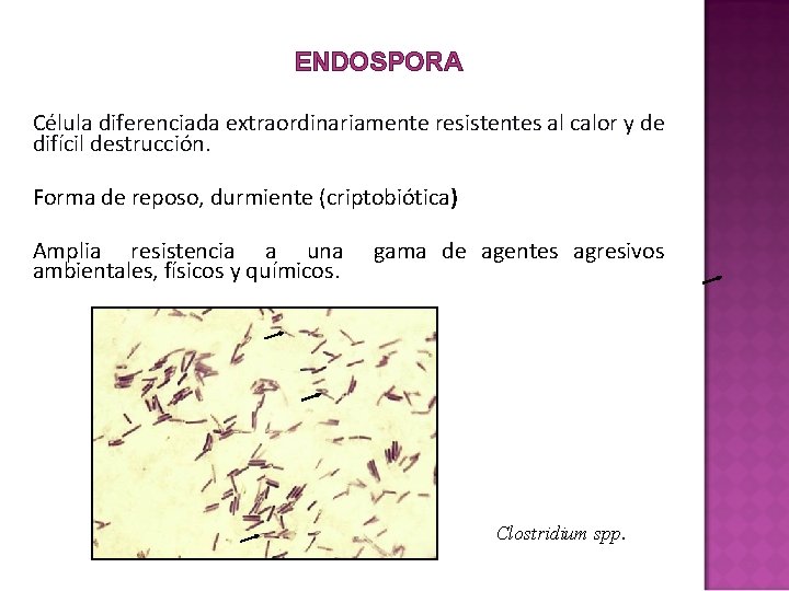 ENDOSPORA Célula diferenciada extraordinariamente resistentes al calor y de difícil destrucción. Forma de reposo, ENDOSPORA Célula diferenciada extraordinariamente resistentes al calor y de difícil destrucción. Forma de reposo,